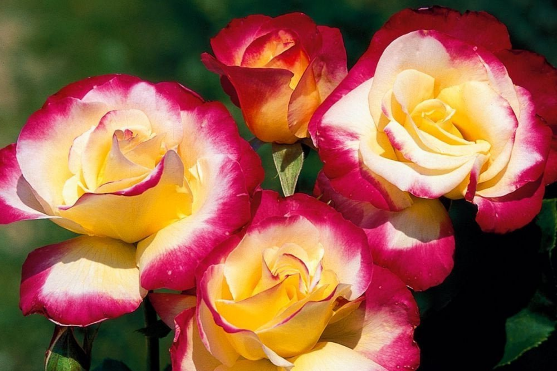 Double Delight Rose Cuttings – 5 Unrooted Hybrid Tea Stems with Bicolor Flowers for Propagation and Garden Growth