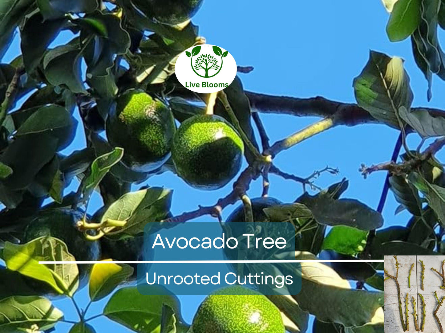 4 Pcs Combo Scions Bacon & Fuerte Avocado Tree Unrooted Cuttings for Grafting and Home Garden