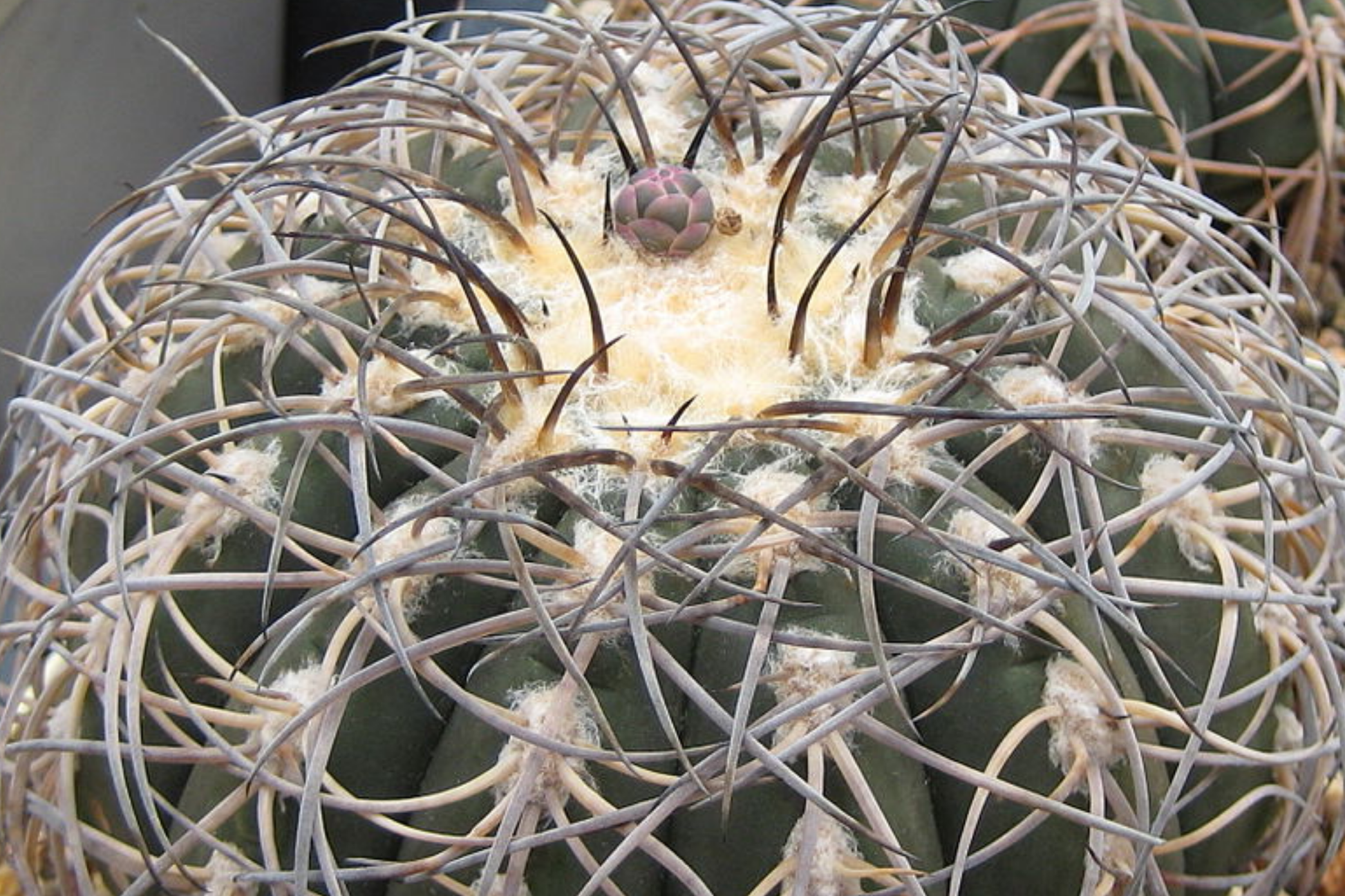 Gymnocalycium spegazzinii armatum cactus - Live Succulent Plant, Rare, Hardy, Twisted Spines, 3-4 cm Tall, Drought Tolerant, Indoor or Patio