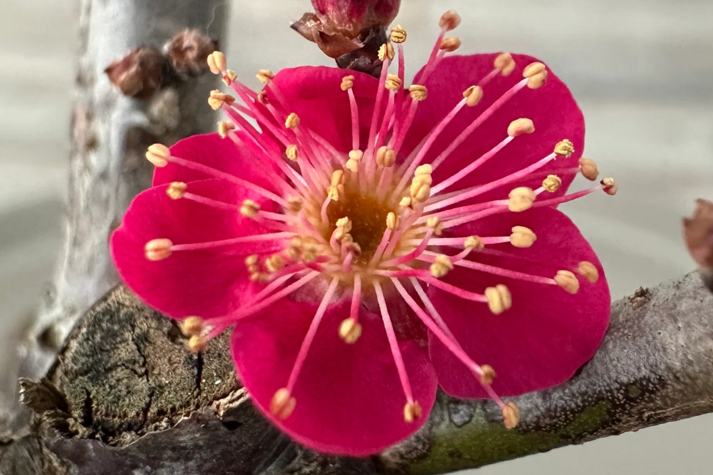 Super Rare Bonsai Red Apricot Cuttings – Mai Do, Unrooted, Exotic, Hardy, Perfect for Grafting & Bonsai Cultivation