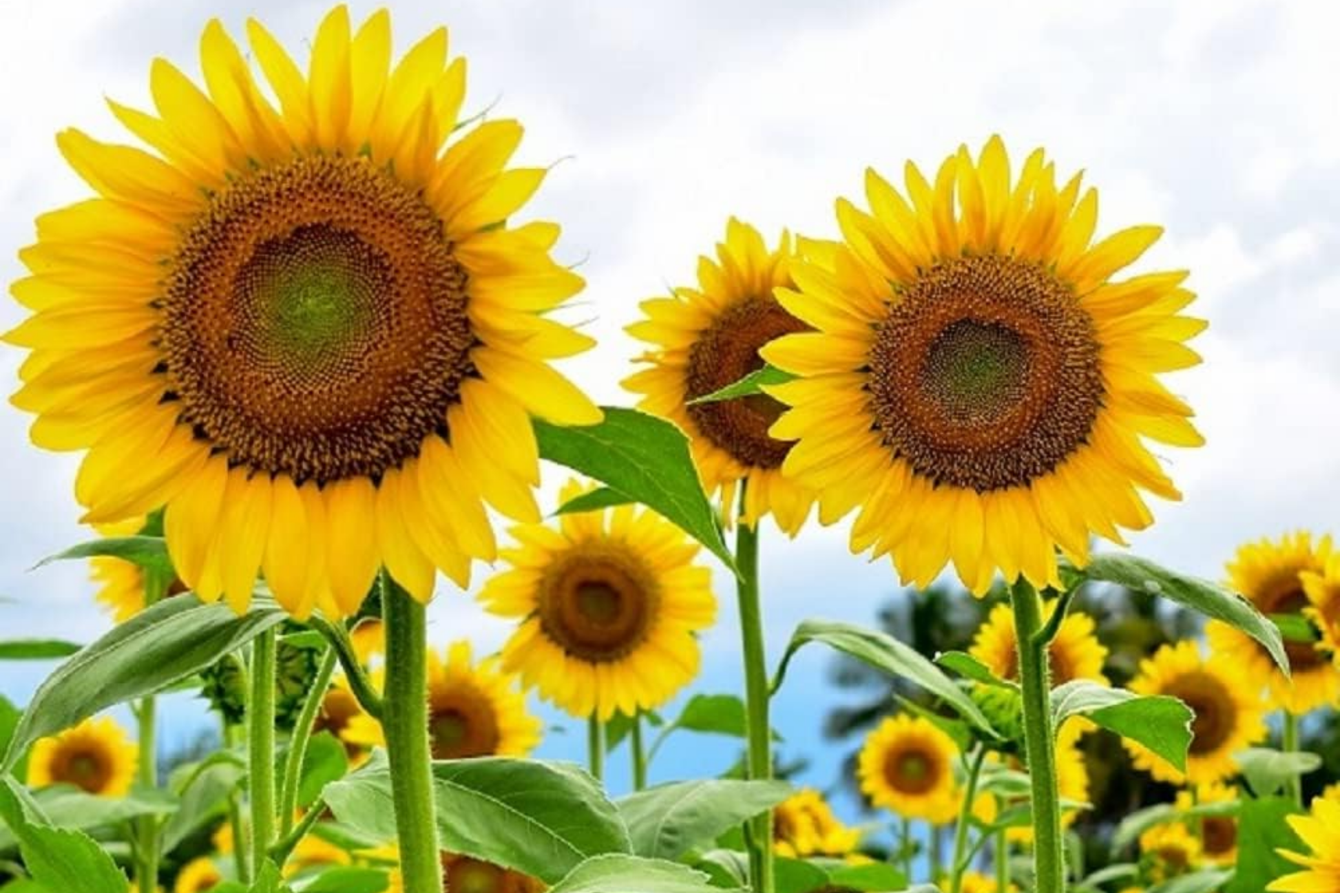 Organic Skyscraper Sunflower Seeds - Helianthus annuus, Grows Up to 12 Feet Tall, Full Sun, Non-GMO Garden Seeds