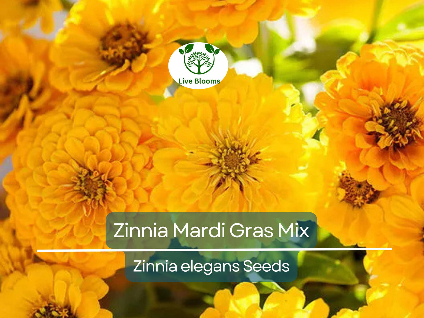200 Zinnia Mardi Gras Mix Seeds - Vibrant Non-GMO Annual Flowers for Pollinators & Butterflies
