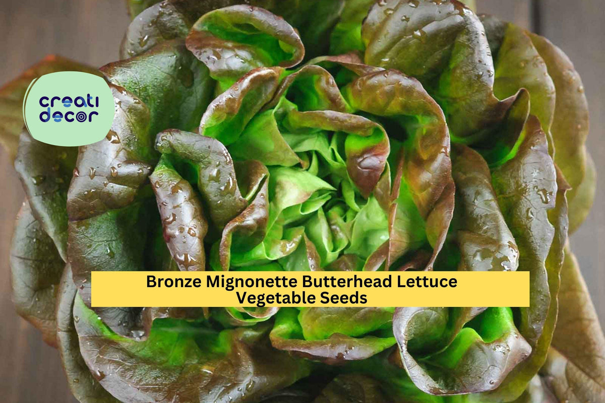 Butterhead Lettuce Seeds - 3pcs of 1g Bronze Mignonette Heirloom (Lactuca sativa) - Tender, Compact Heads for Garden & Containers