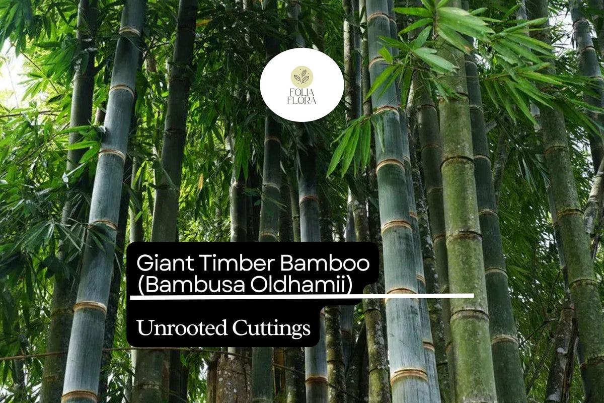 1 Unroot Cuttings Giant Timber Bamboo (Bambusa oldhamii) | Fast-Growing Privacy Screen Up to 60 Feet