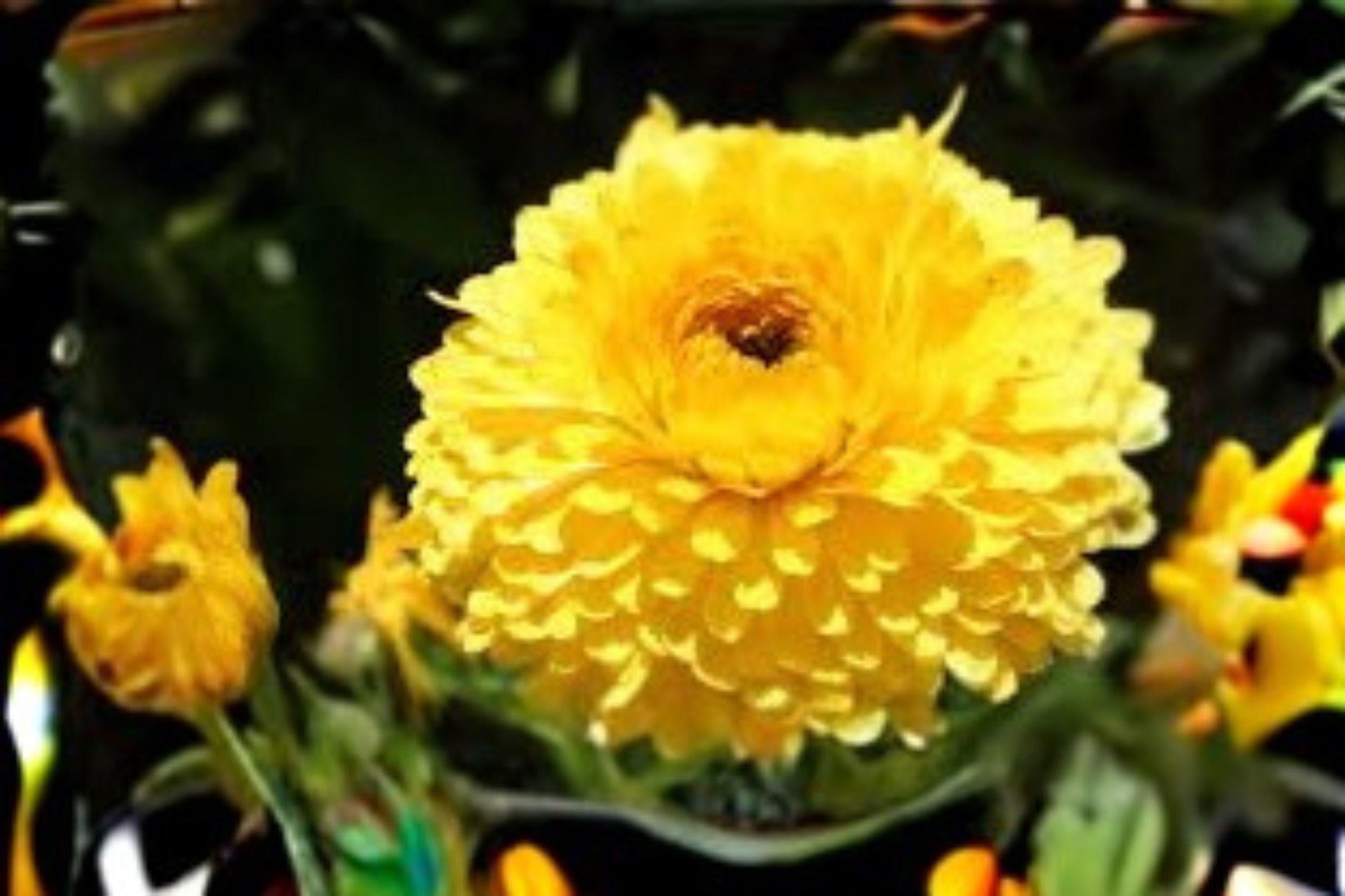 Calendula Seeds Pacific Beauty Yellow | Annual Pollinator Flower | Calendula officinalis | 300 mg (Approx. 100 Seeds)