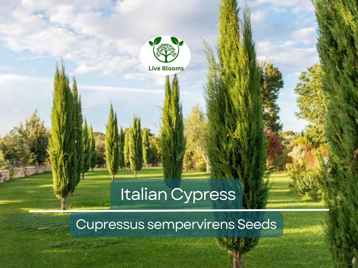 50 Italian Cypress Tree Seeds (Cupressus sempervirens) - Fast-Growing Evergreen Privacy Screen