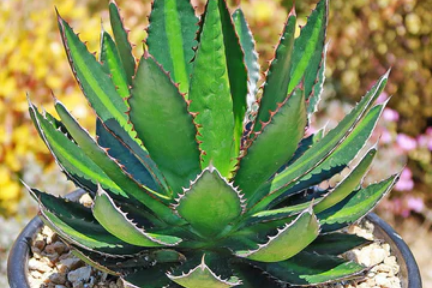 Agave Lophantha 'Splendida' Succulent Starter Plant – Rare Center Stripe, Drought-Tolerant, Hardy, 3" Tall