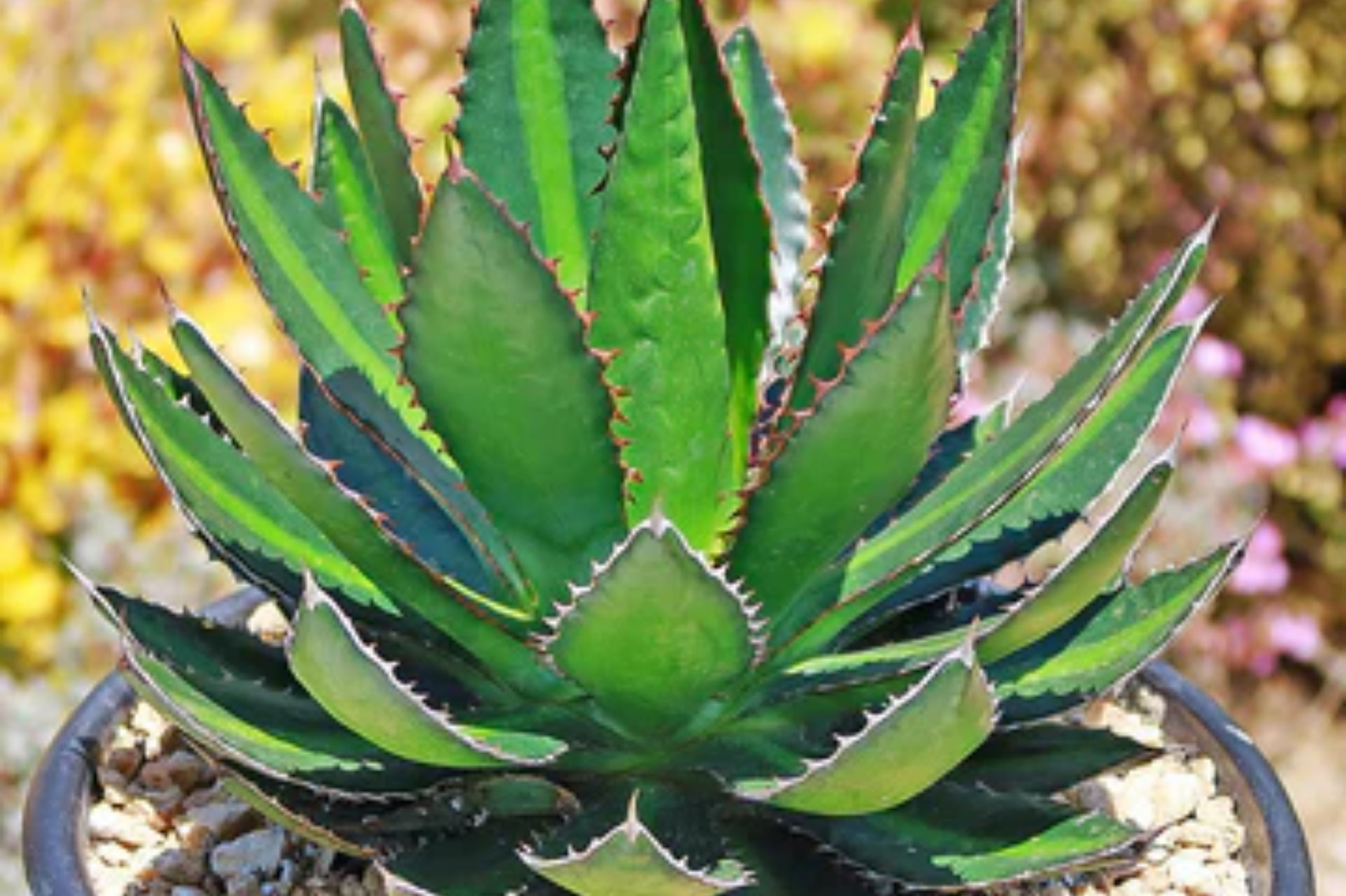 Agave Lophantha 'Splendida' Succulent Starter Plant – Rare Center Stripe, Drought-Tolerant, Hardy, 3" Tall