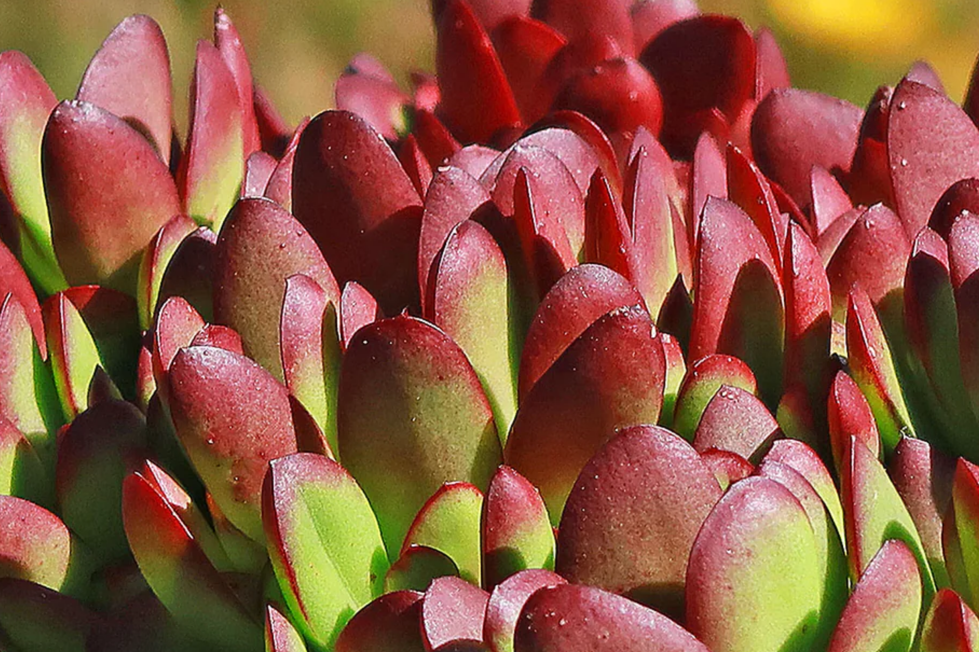 Crassula Platyphylla Burgundy Succulent Cuttings - Unrooted Starter Plants, Color-Changing Foliage, Easy to Root, Drought Tolerant
