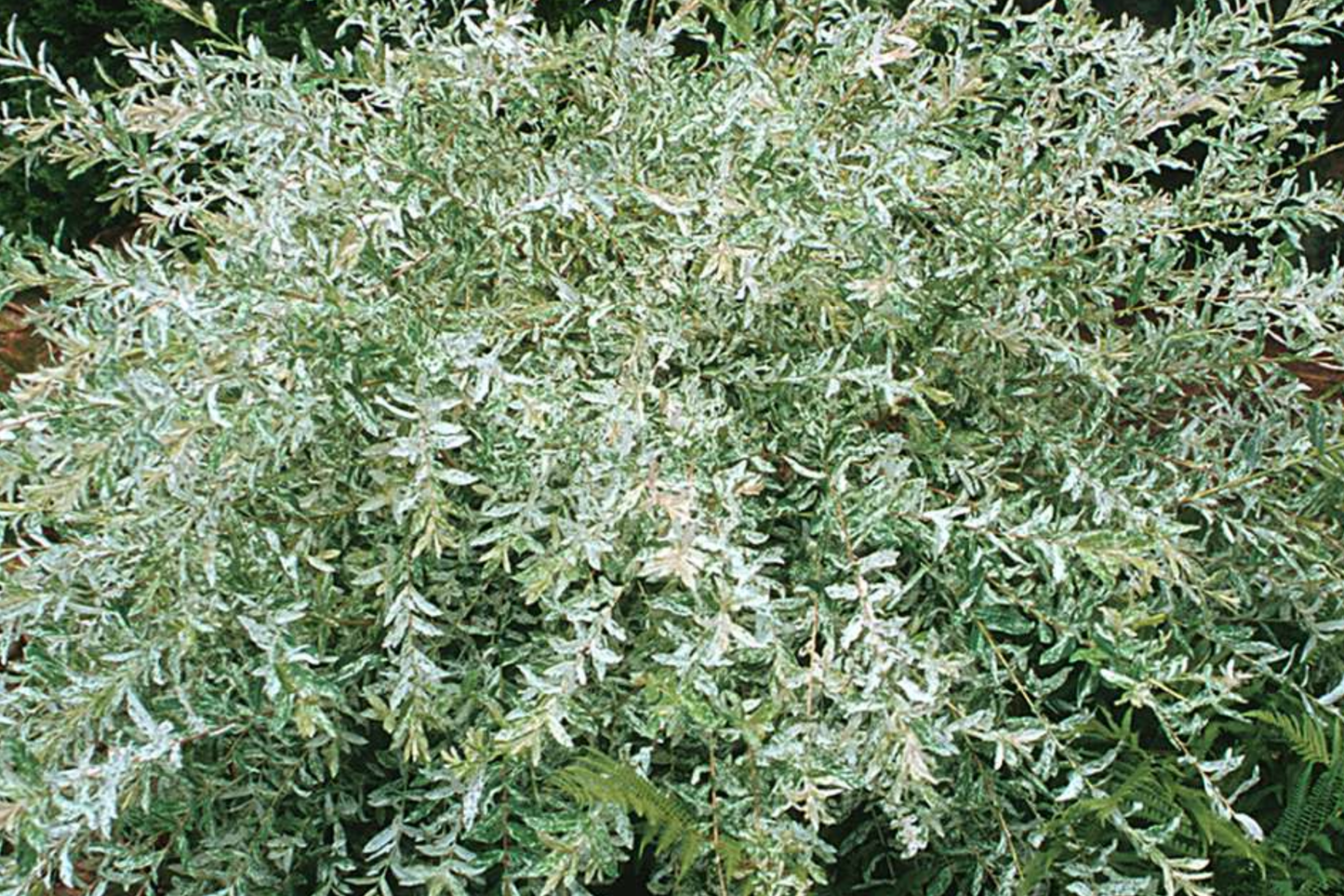 Nishiki Dappled Willow Cuttings 8-10" for Propagation, Variegated Salix integra 'Hakuro Nishiki', Fast Growing, Easy Rooting Plant