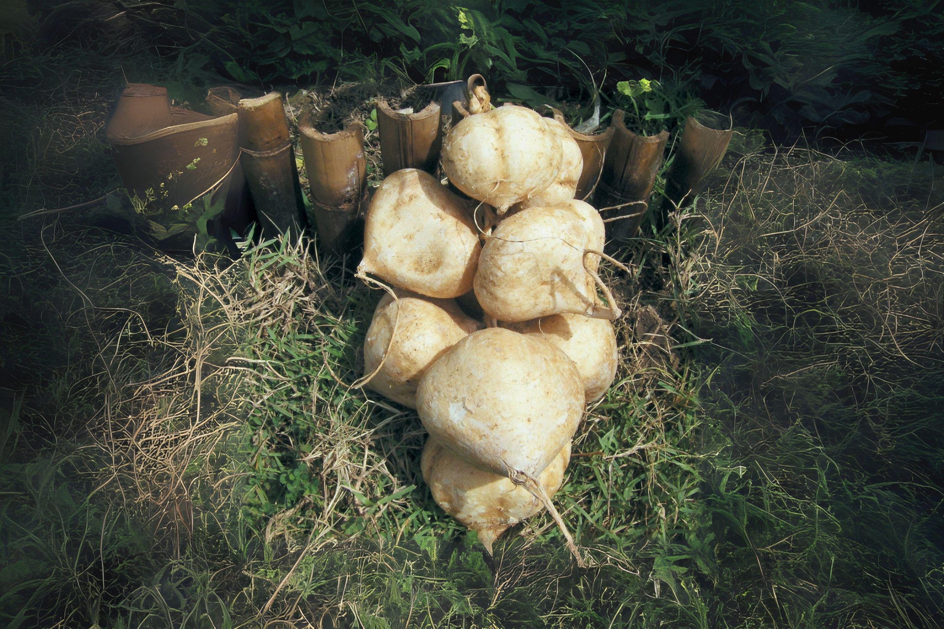 True Jicama Seeds - Climbing Vine for Salads & Snacks, Pachyrhizus erosus, Heirloom, Edible Roots, Warm Climate Cultivation