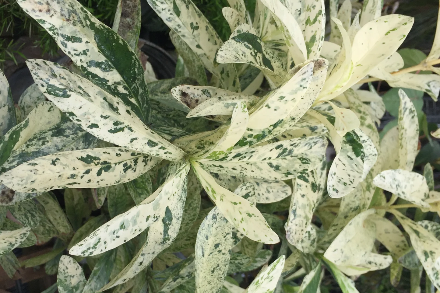 Thai Snow Ixora Starter Plant - Variegated White Flowers, Rooted Tropical Houseplant, 2-8" Tall, Easy Care, USDA Zones 8-11