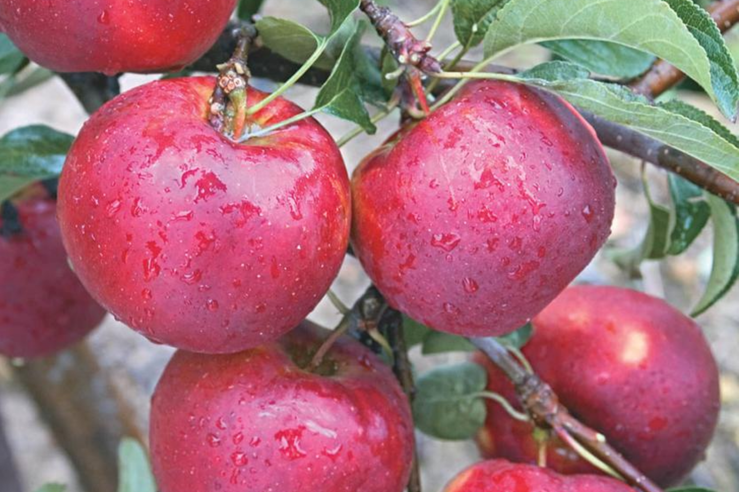 Pixie Crisp Apple Tree Scion Cuttings – 6-10" Grafting Wood for Rooting, High-Yield Malus domestica 'Pixie Crisp'