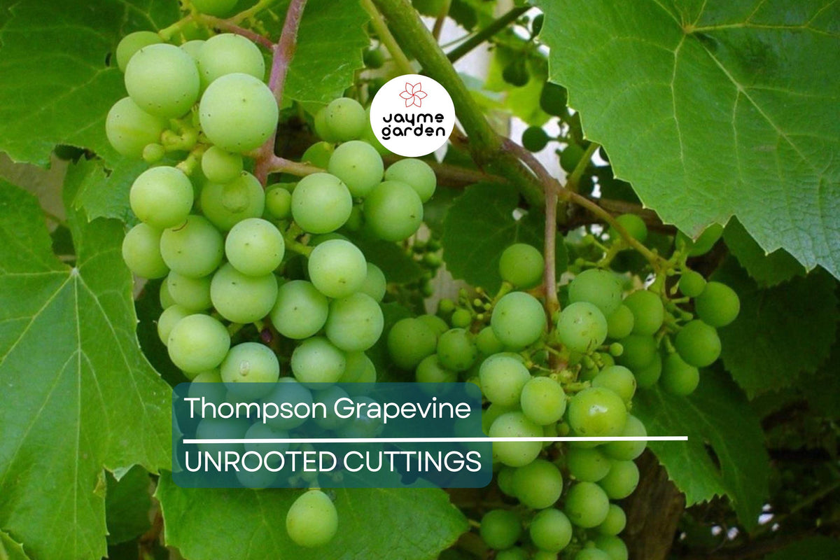 12 Thompson Seedless Grapevine Cuttings | Edible, Fast Growing, Cold & Drought Resistant | Vitis vinifera