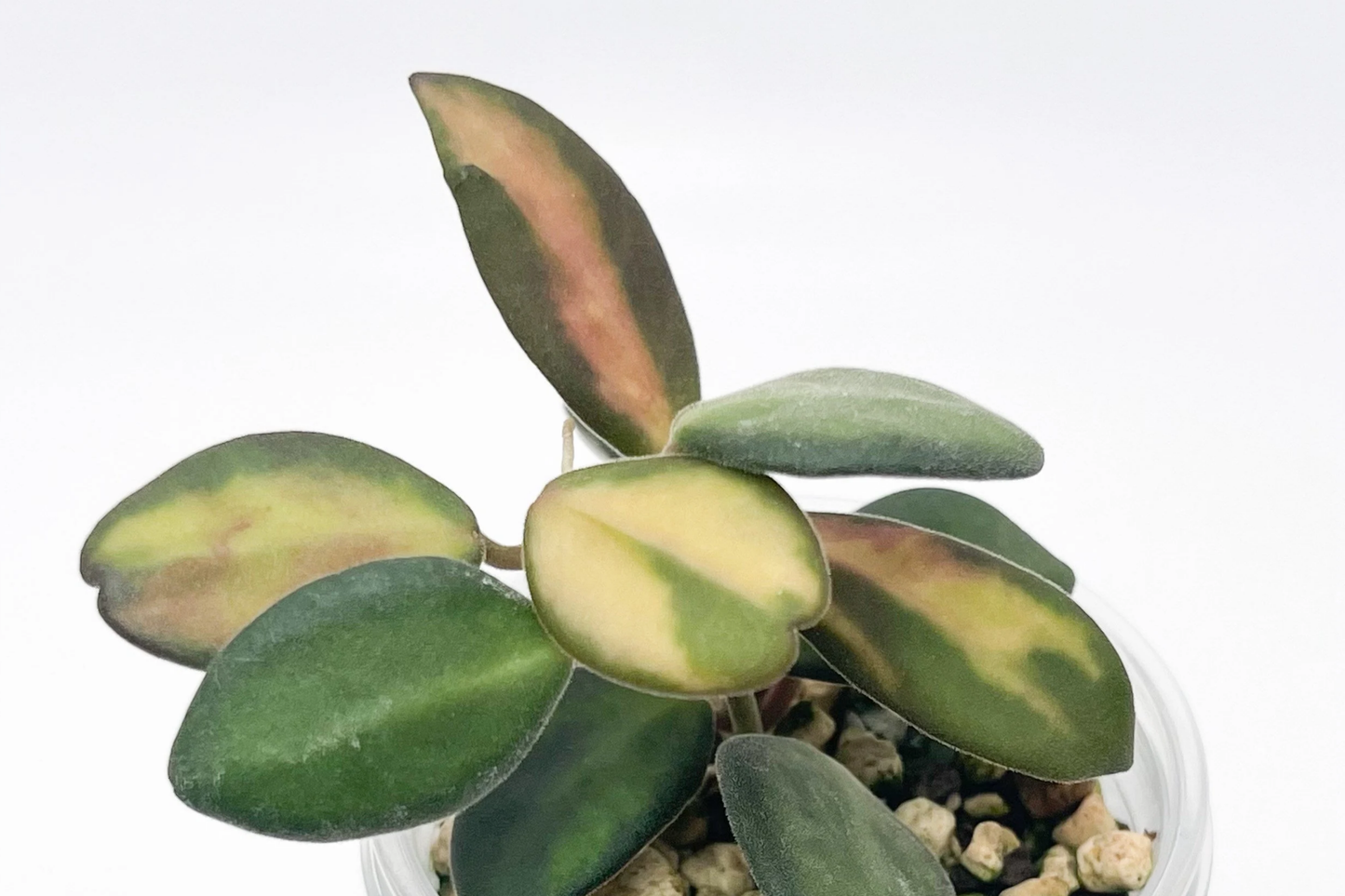 Uncommon Hoya Burtoniae Inner Variegated Plant in 4" Hanging Pot, Rare Variegated Hoya Houseplant, Indoor Trailing Vining Plant