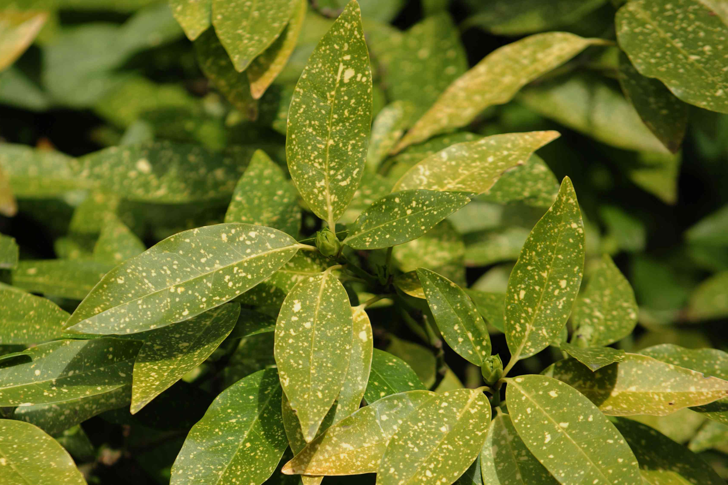 Gold Dust Aucuba Shrub Cuttings 6" | Speckled Foliage | Aucuba japonica 'Gold Dust' | Shade Loving Evergreen Plant