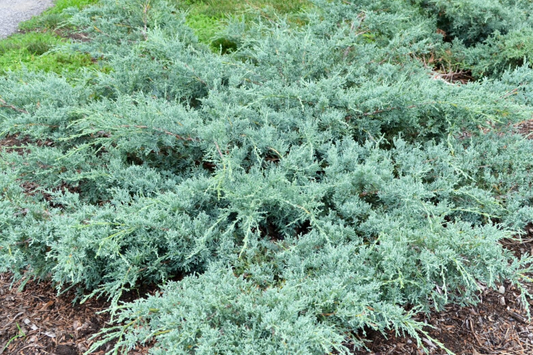 10 Fresh Grey Owl Juniper Cuttings - Silvery Grey Evergreen Shrub, Drought Tolerant, Spreading Juniper, Juniperus virginiana