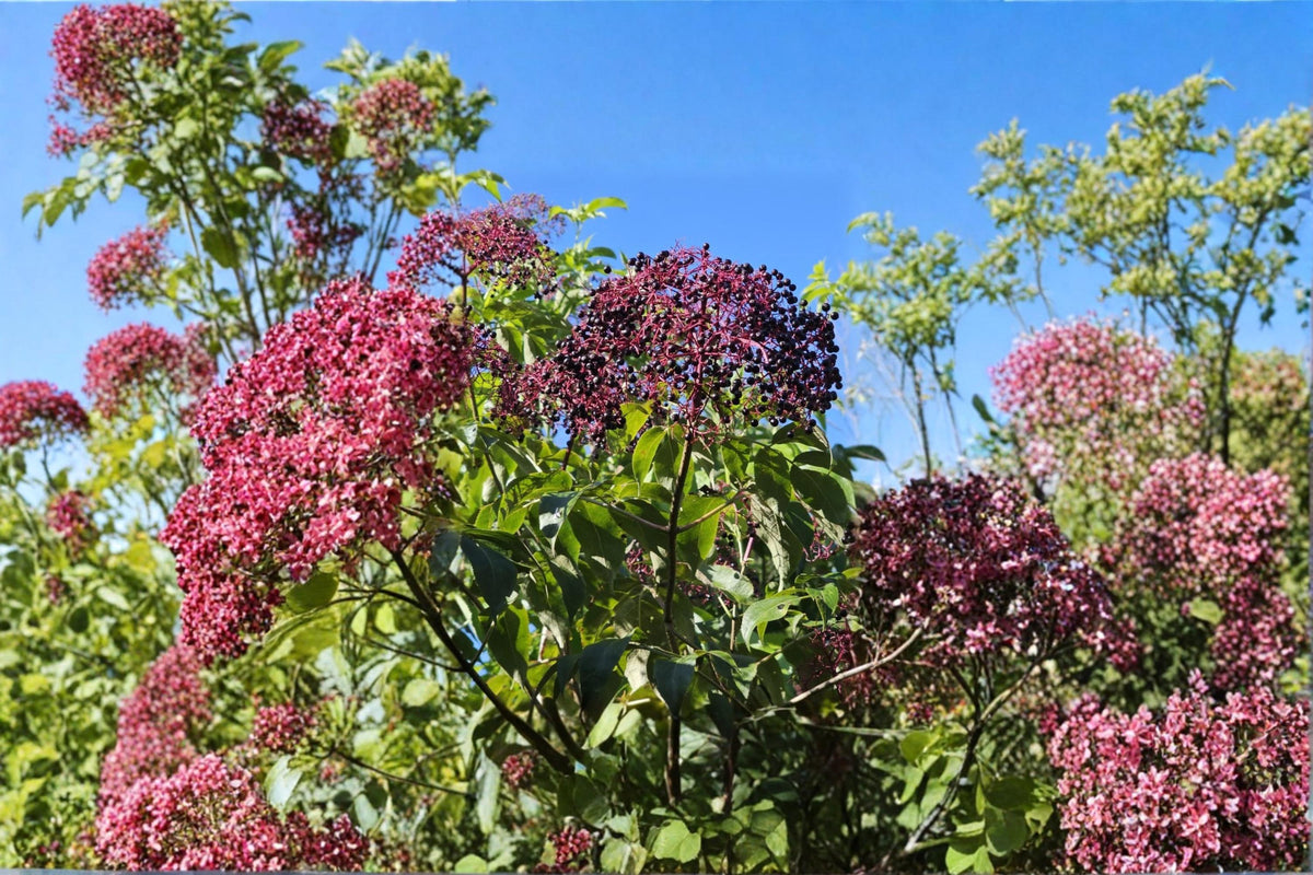 Elderberry Cuttings 12 Dormant (4 York, 4 Adams, 4 Nova) Sambucus canadensis, Fruiting Shrub for Garden & Orchard Planting