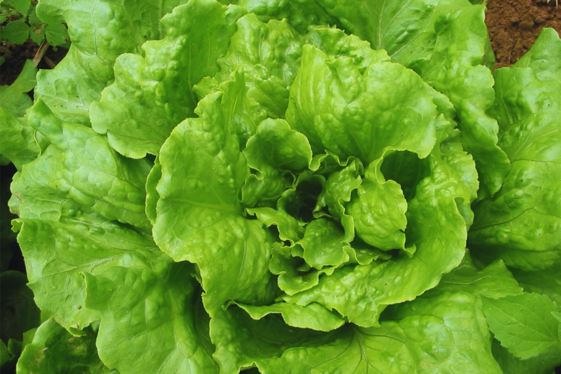 Batavian Iceberg Lettuce Seeds - 1200+ Non-GMO Vegetable Seeds Lactuca sativa for Home Gardens