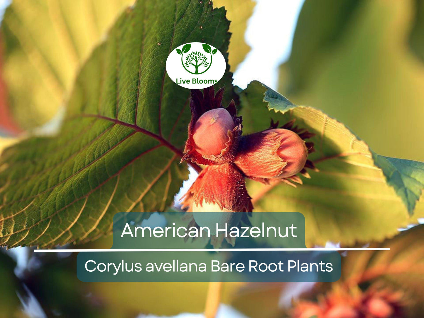 3 American Hazelnut Trees Corylus avellana Live Bare Root Plants 12–24" Tall Edible Nut Tree Cold Hardy
