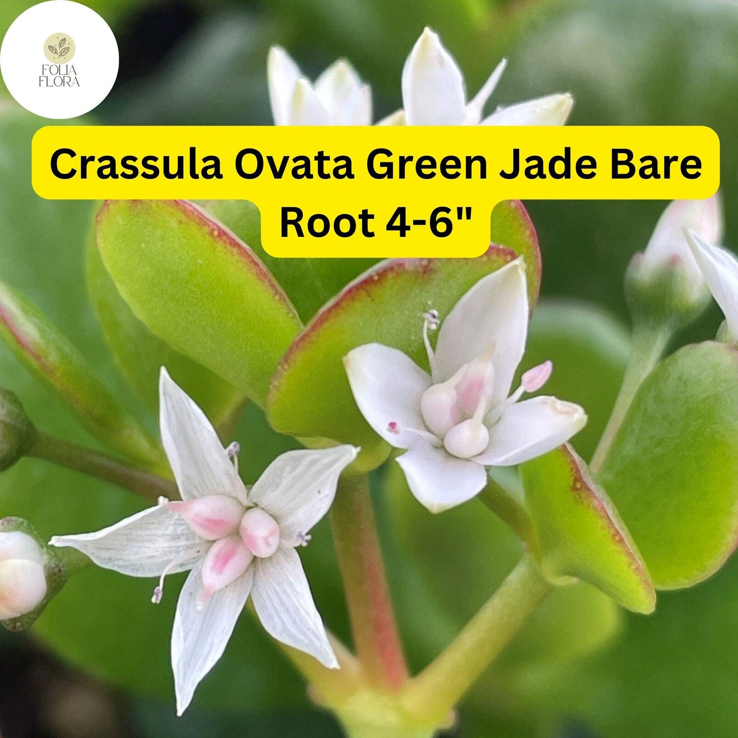 Crassula Ovata ‘Green Jade’ Bare Root 4-6” Plant | Easy-Care Money Tree Succulent with White Blooms