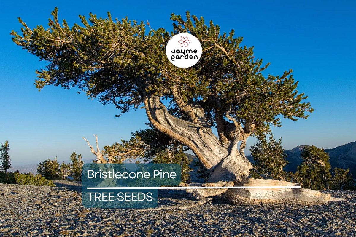 Bristlecone Pine Seeds - 10 Pack, Ancient Tree, Pinus aristata, Rocky Mountain Native, Long-Lived, USDA Zones 4-7