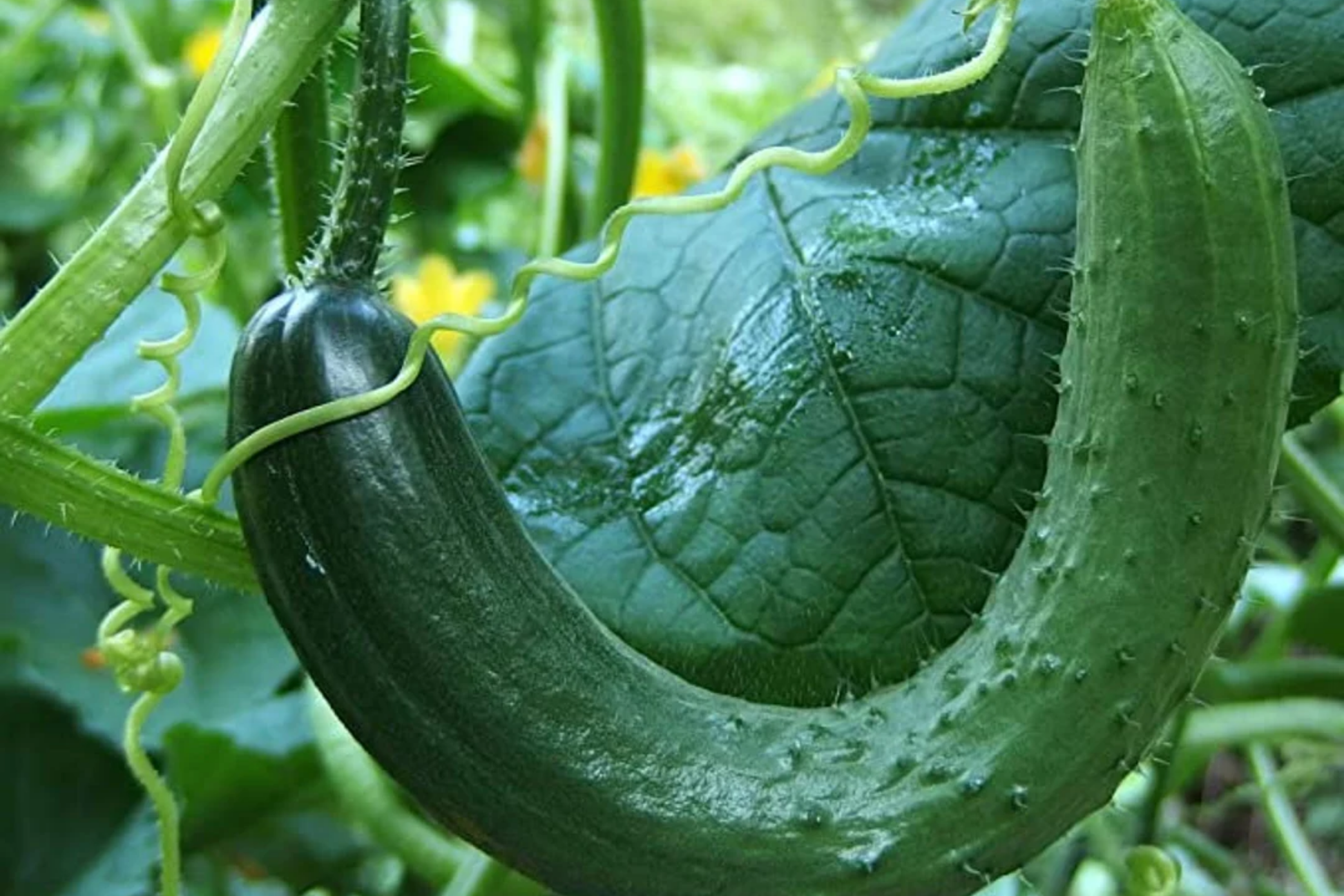 Chinese Snake Cucumber Seeds – Curved Heirloom Variety for Planting, Crisp, Refreshing, Heat Tolerant, Long Shape