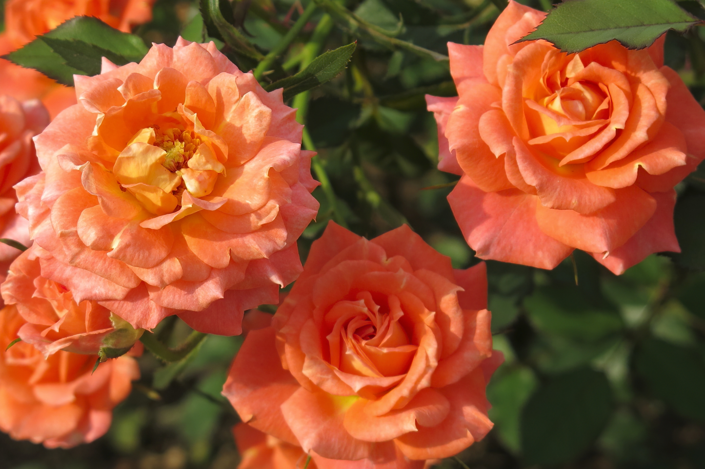 Gingersnap Rose 1.5 Gal Potted - Bright Orange Reblooming Floribunda with Light Fragrance - Easy-to-Grow Garden Rose