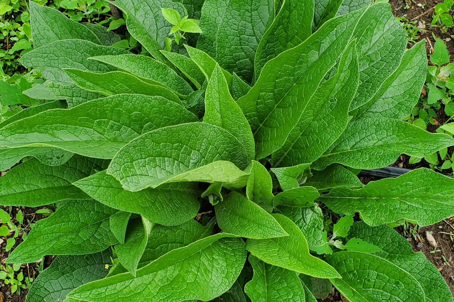 Large Live Russian Comfrey Crown Cuttings - Bocking #14, Soil Builder, Permaculture Plant, 1-2" Shoots & Roots, Eco-Friendly Gardening