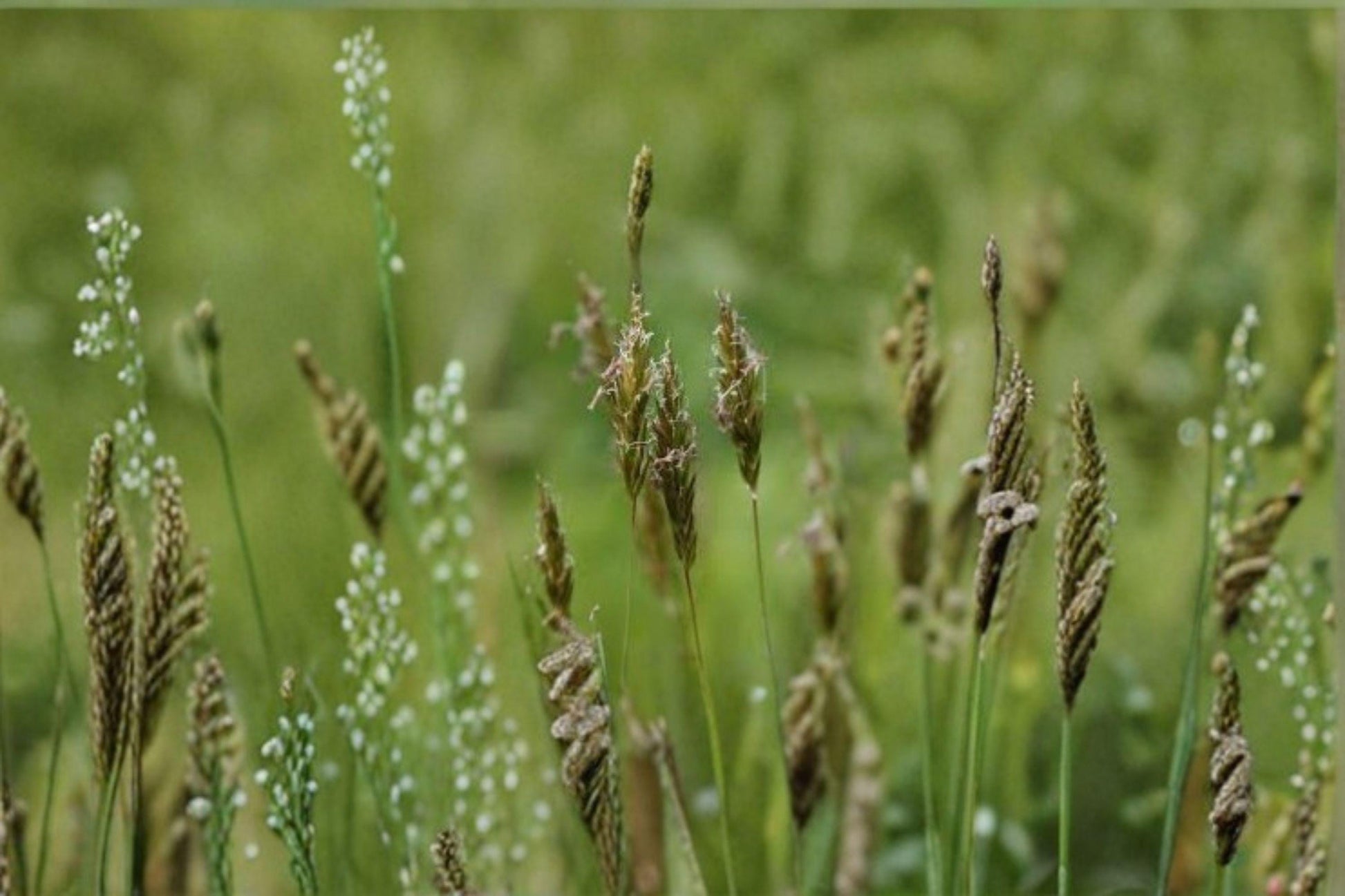 Sweet Vernal Grass Seeds 300 Anthoxanthum odoratum Fragrant Perennial Meadow Plant