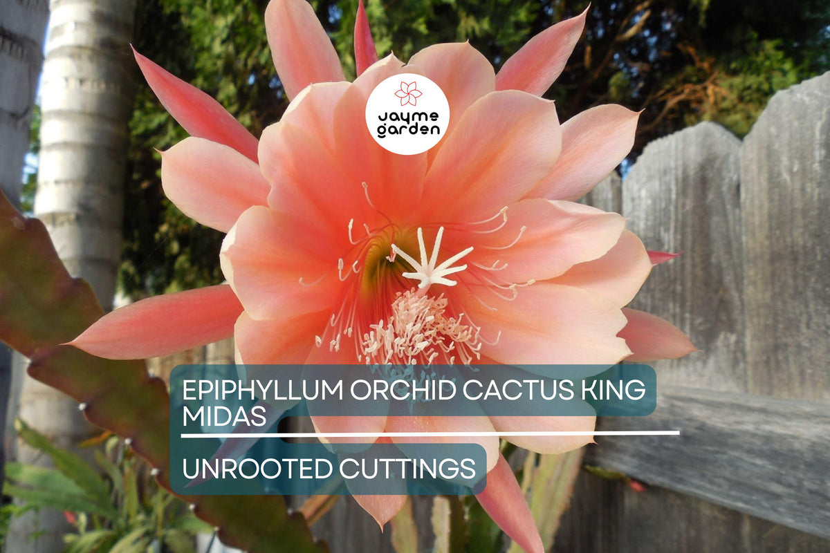 Epiphyllum Orchid Cactus Cutting 8"-10" King Midas Hybrid, Large Vibrant Blooms (Epiphyllum) - Rare Exotic Flowering Cactus