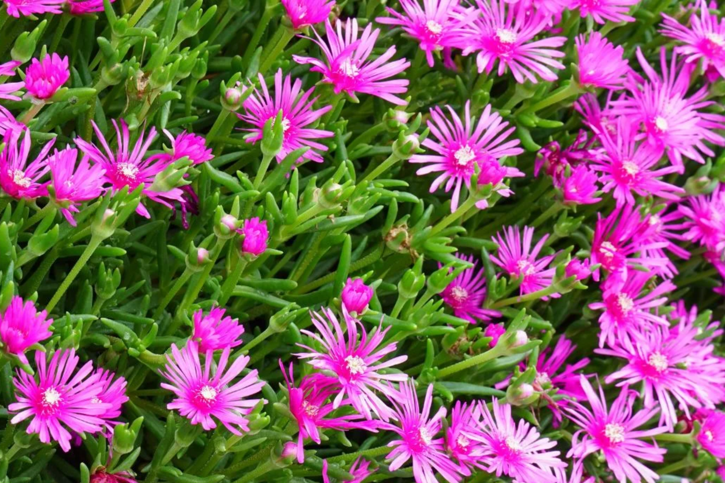 Magenta Delosperma Cooperi Hardy Ice Plant - 5 Unrooted Drought-Tolerant Succulent Cuttings for Ground Cover