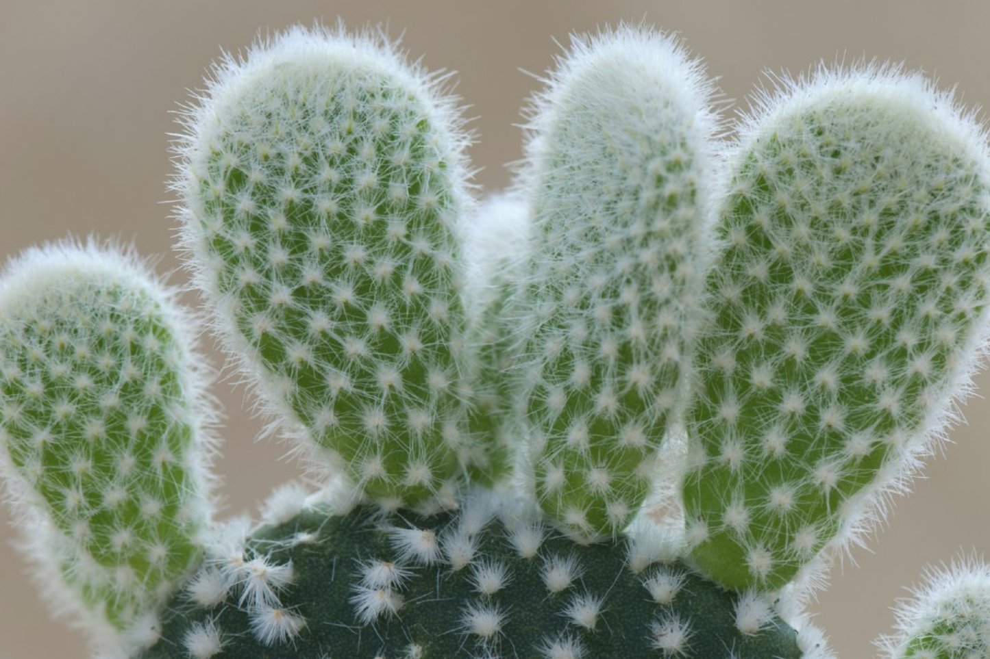 Bunny Ear Cactus Live Succulent Plant - 6" Starter Opuntia microdasys Indoor/Outdoor Easy Care