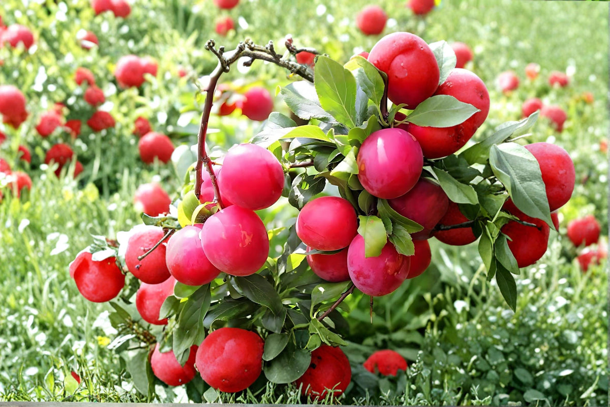 Red June Plum Live Plant 2ft Tall Fruit Tree Prunus salicina | Deciduous Tree with Red Fruit & Spring Blossoms