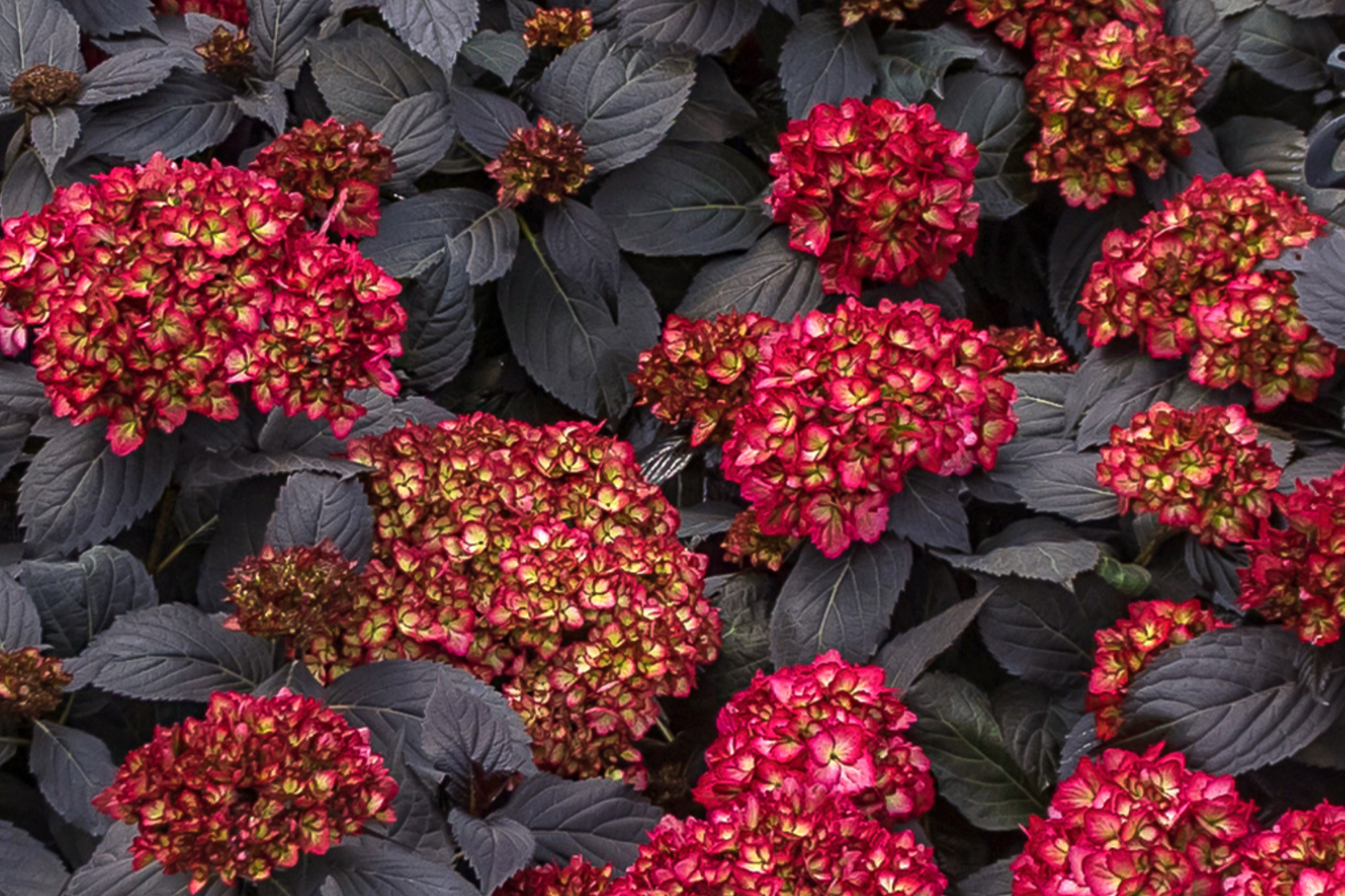 Hydrangea Black Knight Cuttings – 3 Fresh Rooting Grafts, Rare Dark Purple-Black Blooms, Hydrangea macrophylla, Garden Plant