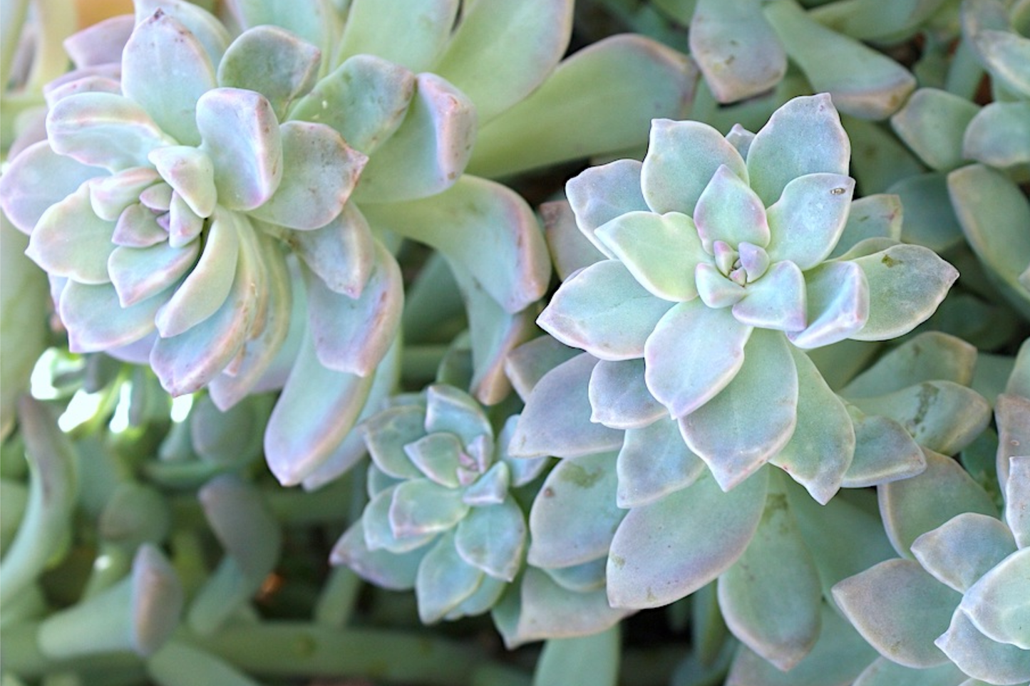 Graptopetalum Ghost Plant 4"-6" Rooted Succulent, Graptosedum paraguayense, Drought-Resistant, Easy Care, Ornamental Garden Plant