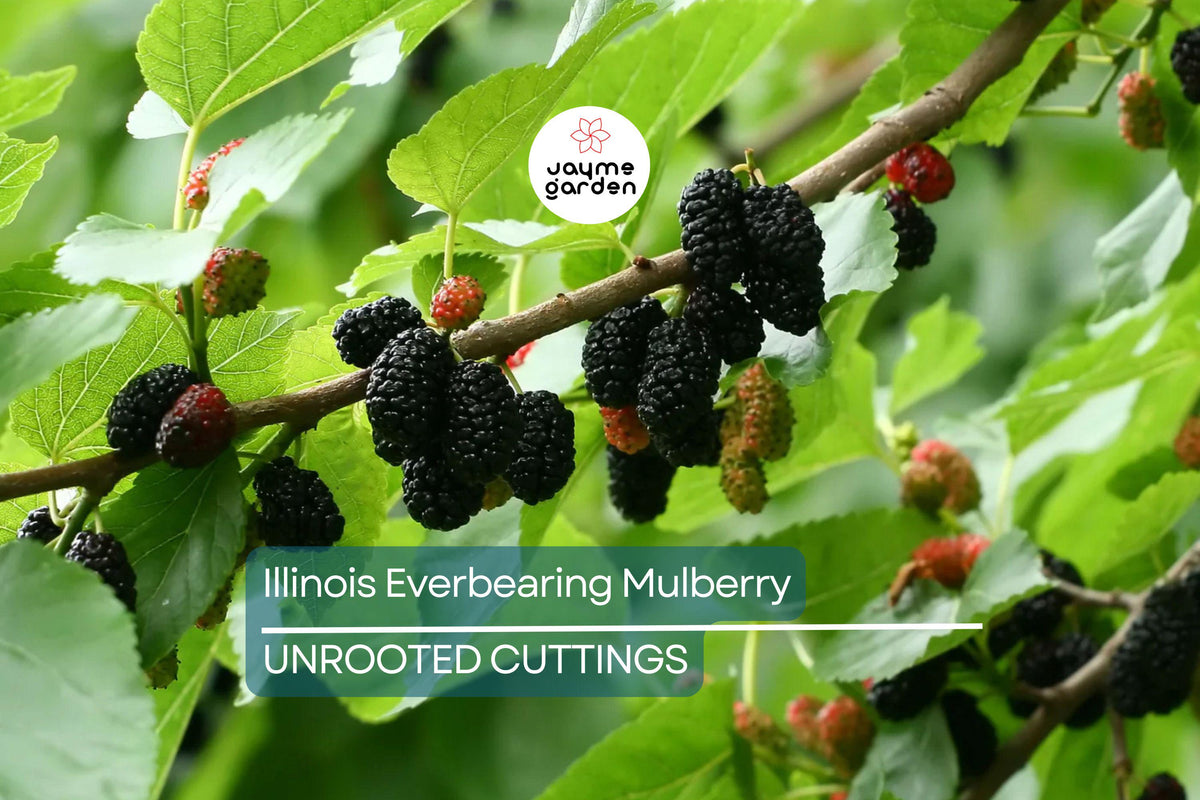 Illinois Everbearing Mulberry Live Plant - 3–15" Tall, Pesticide-Free, Fast Fruiting Morus 'Illinois Everbearing'