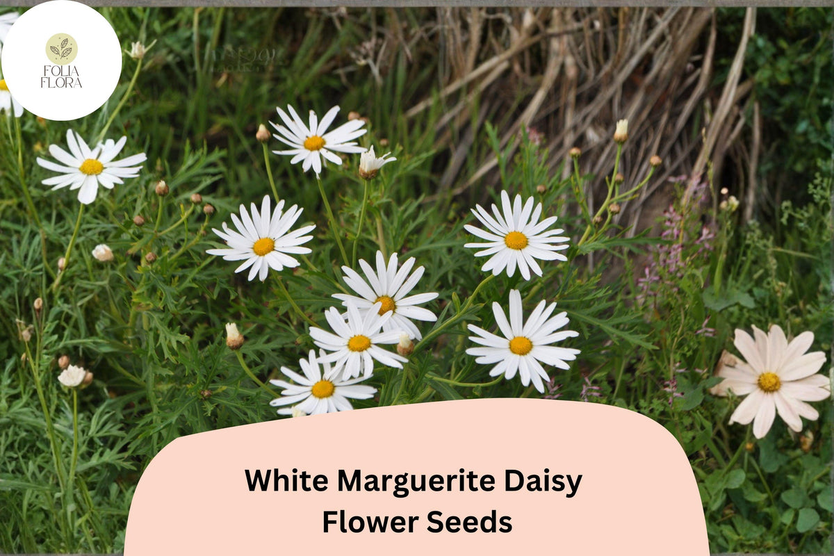 200+ Marguerite Daisy Seeds | White Flowers | Argyranthemum frutescens | Pollinator Friendly | Easy to Grow Garden Plant