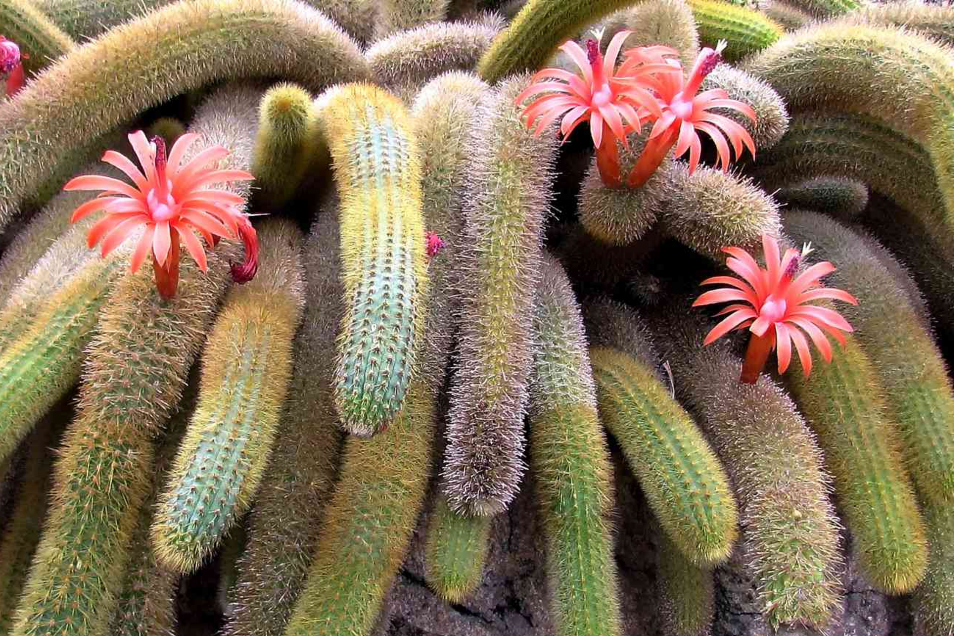Monkey Tails Cactus 5" Top Cutting - Rare Cleistocactus winteri Succulent for Collection & Propagation