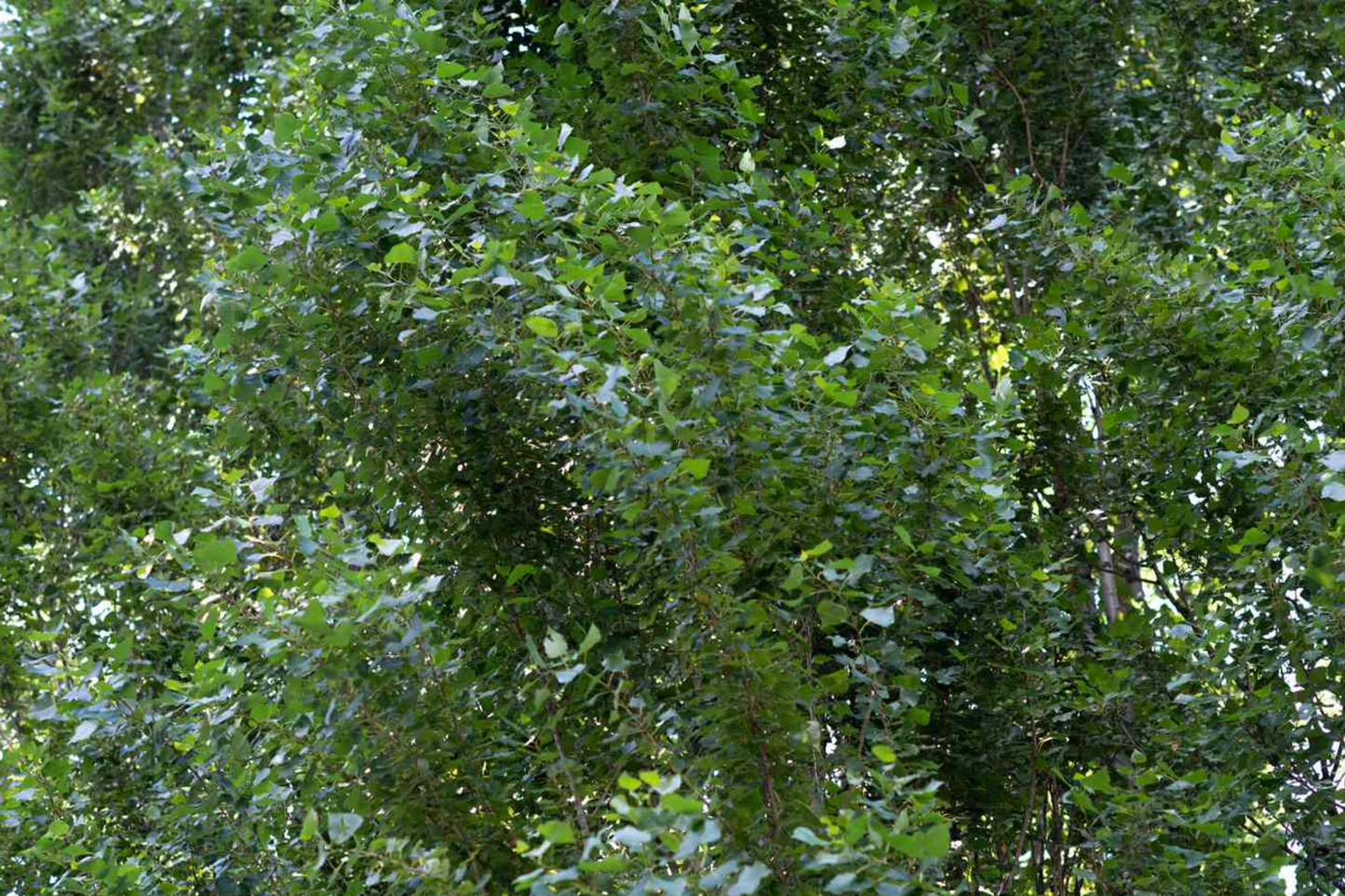 Lombardy Poplar Tree Cuttings – Fast-Growing Privacy Trees, Columnar Shape, Populus nigra 'Italica'