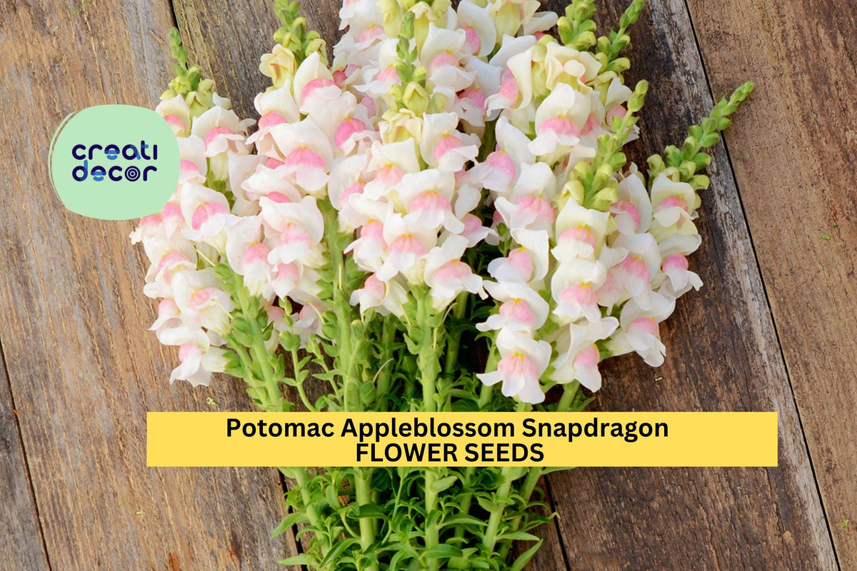 1000+ Potomac Appleblossom Snapdragon Seeds – Soft Pink & Cream Blooms, Tall Cut Flower Spikes