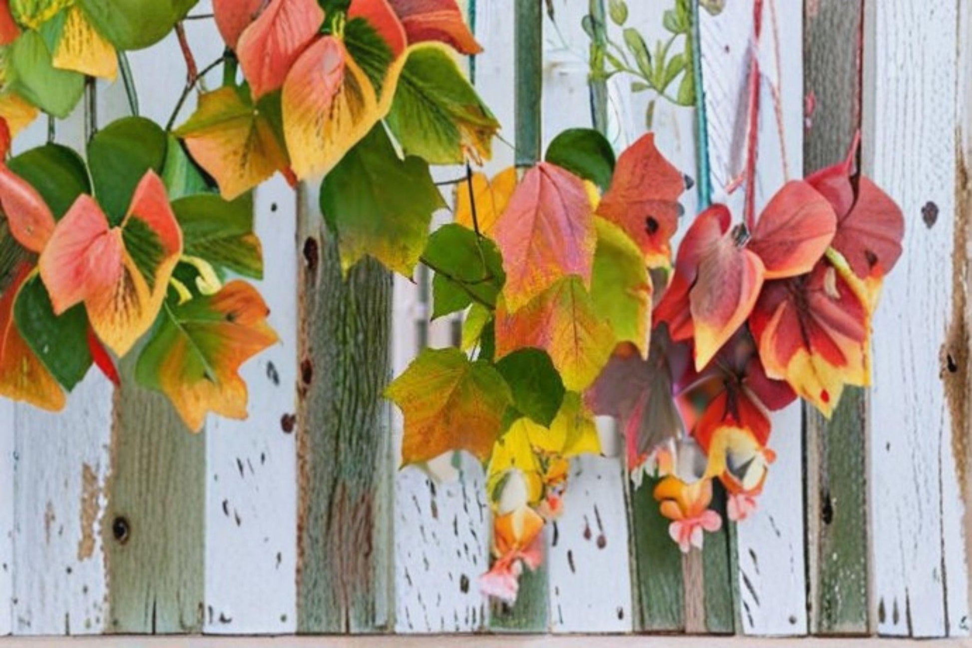 Acer grosseri var. hersii Snakebark Maple Seeds, Green Bark, Ornamental Deciduous Tree, 10 Seeds