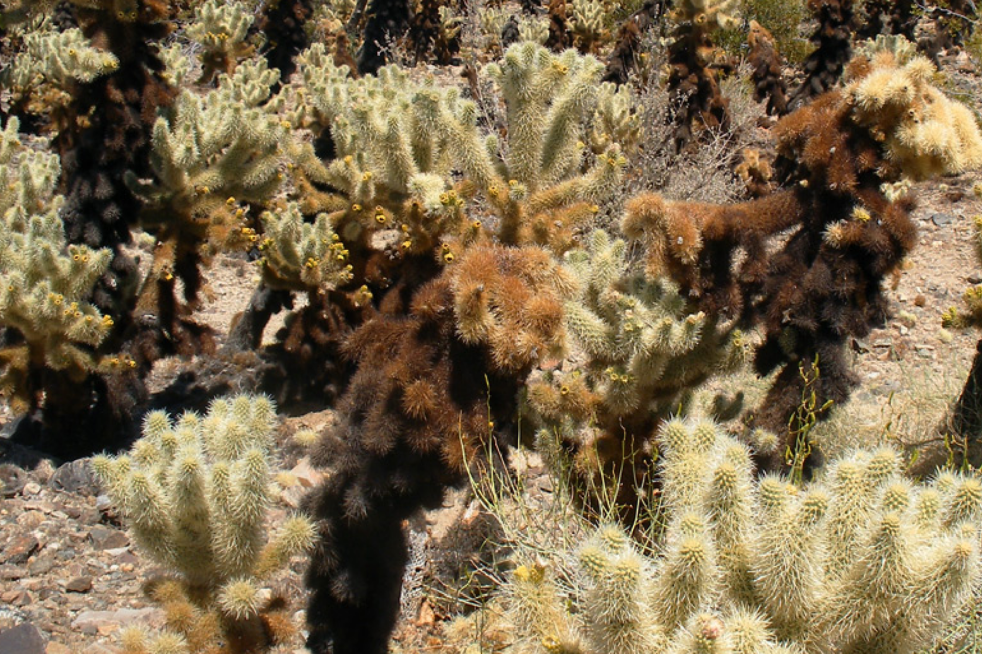 Cylindropuntia Bigelovii Teddy Bear Cholla Cactus Cutting Segment 3-5 Inches Succulent Propagation