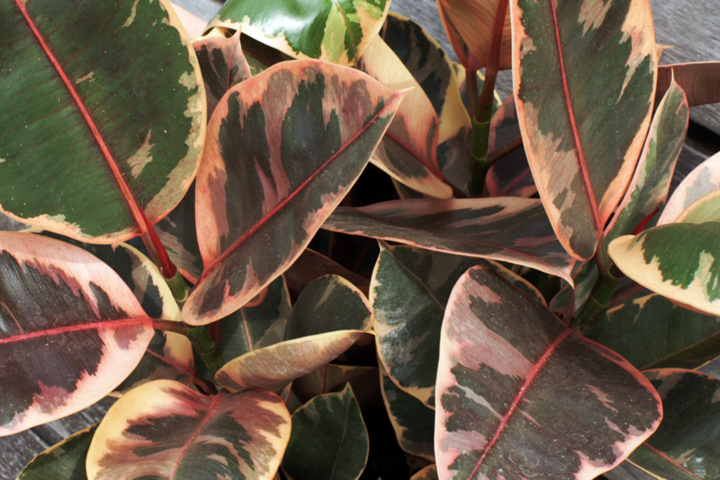 Rubber Plant Cuttings - Ficus elastica 'Ruby' Starter Plant, 3 Fresh 12" Cuttings, Variegated Leaves, Indoor Houseplant