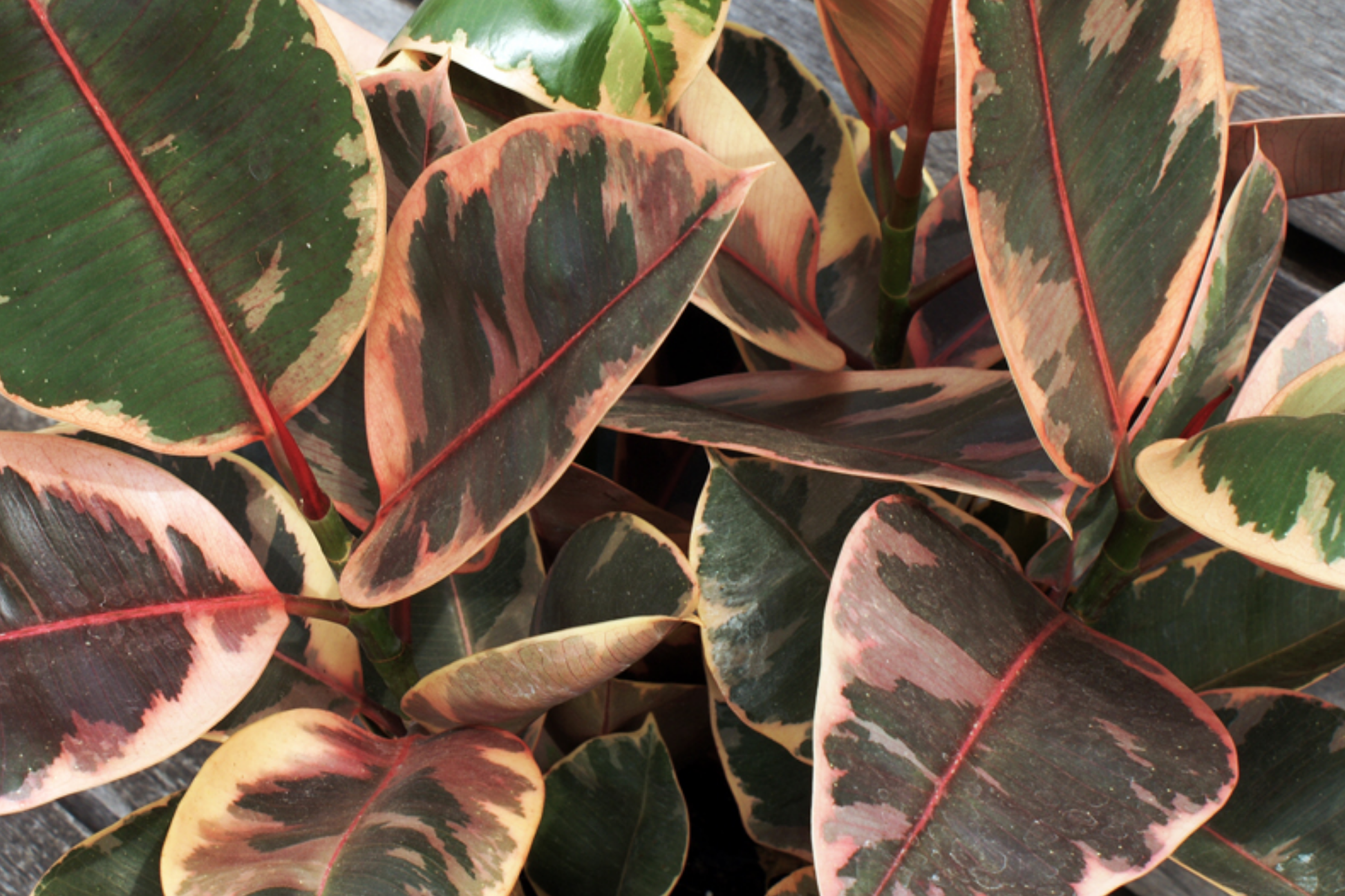 Rubber Plant Cuttings - Ficus elastica 'Ruby' Starter Plant, 3 Fresh 12" Cuttings, Variegated Leaves, Indoor Houseplant