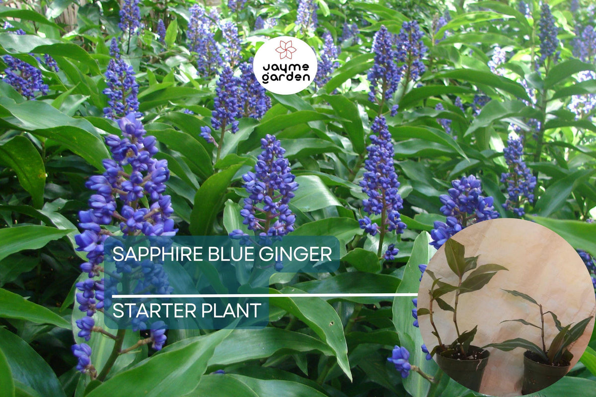 Sapphire Blue Ginger Starter Plant - Dichorisandra thyrsiflora - Air Purifying, Evergreen, Cold & Deer Resistant, Blue Flowers
