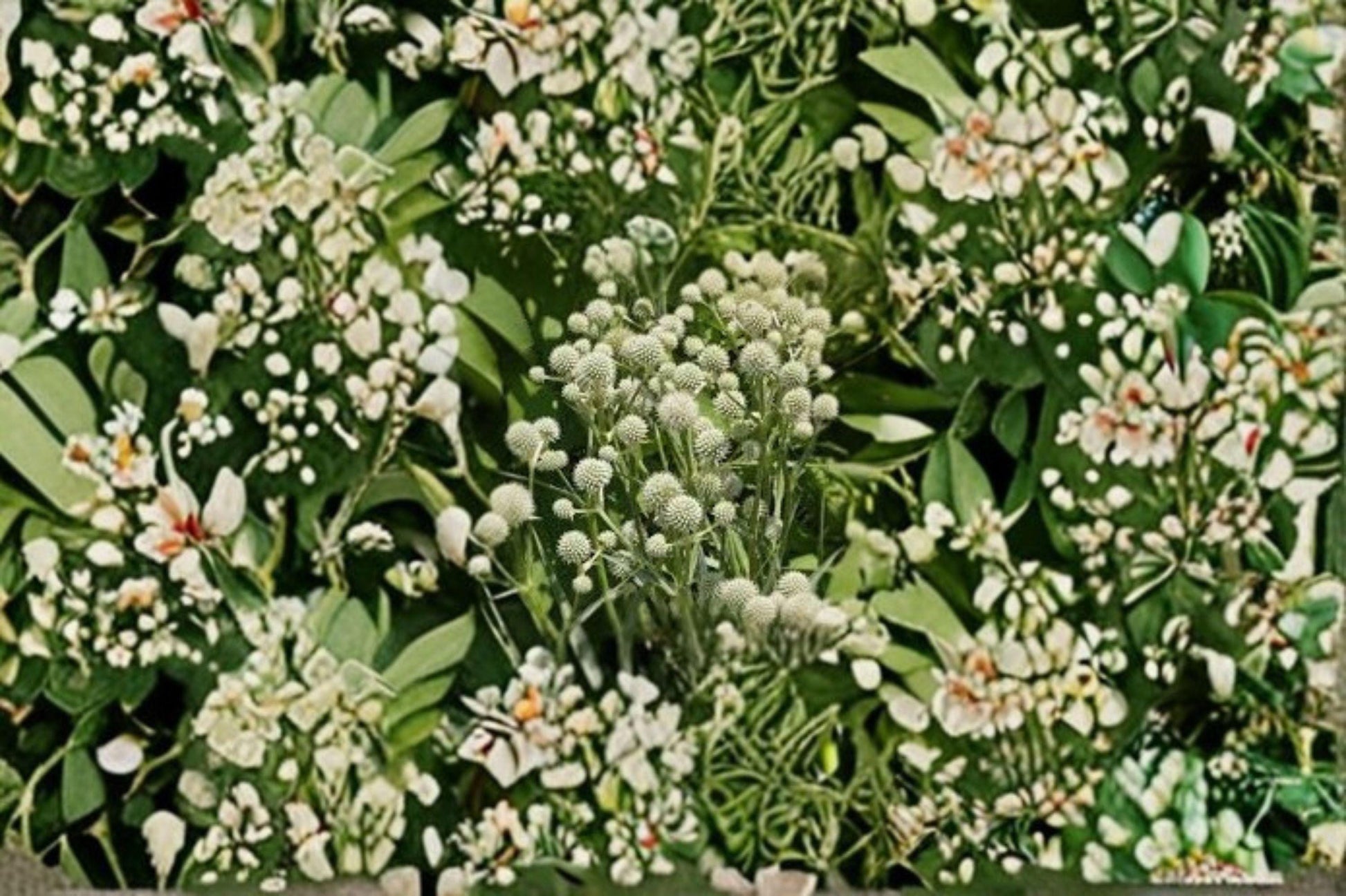 100 Seeds Eryngium yuccifolium Rattlesnake Master Perennial Wildflower Native Prairie Pollinator Drought-Tolerant Plant