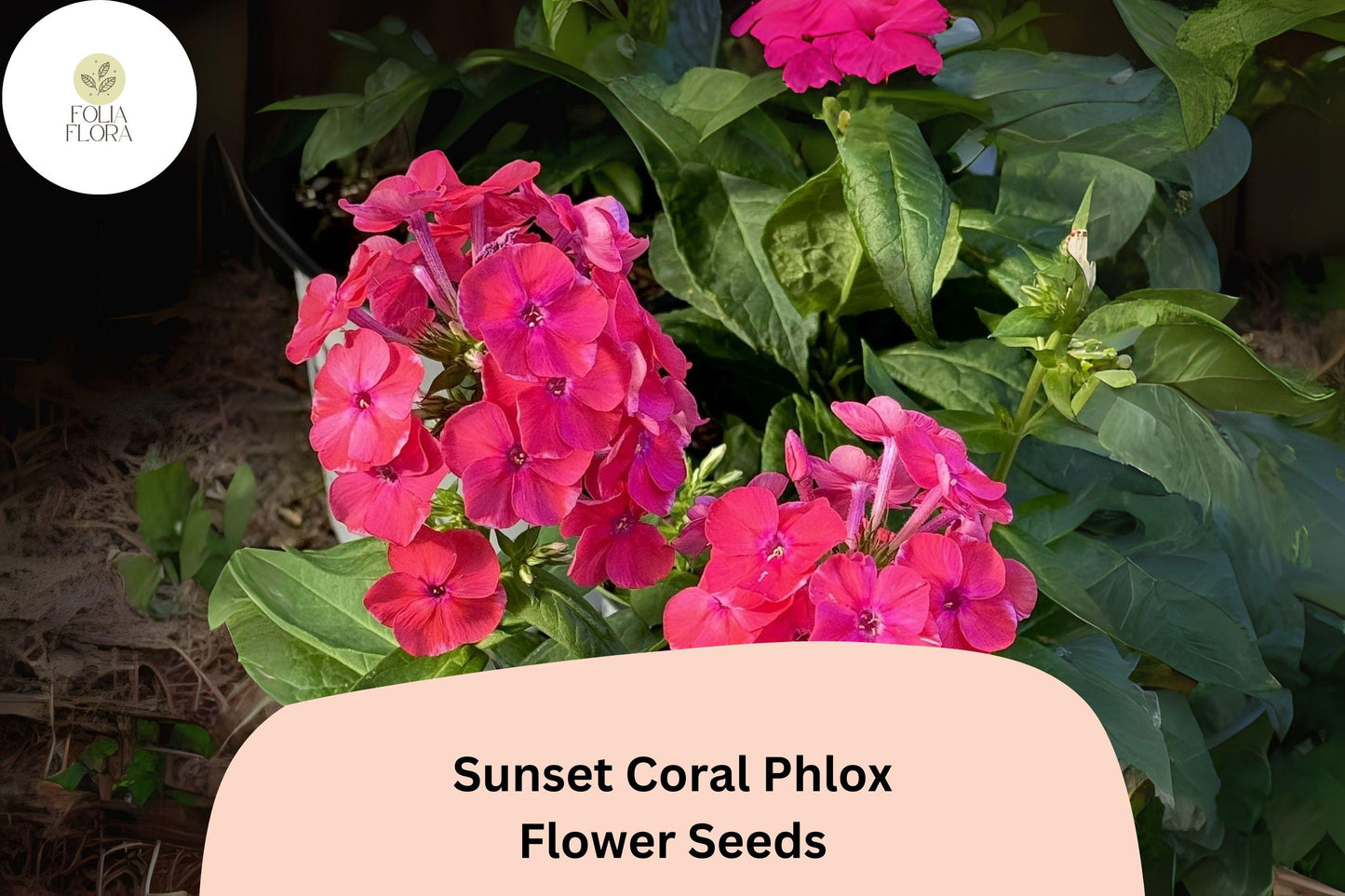100+ Sunset Coral Phlox Seeds – Vibrant Coral-Pink Perennial Flowers for Summer Gardens