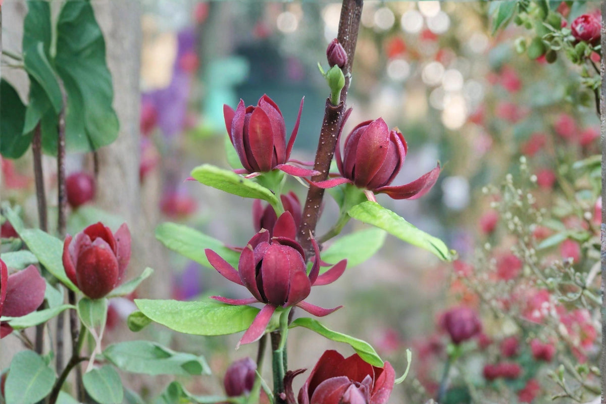 Sweetshrub Plants (3-Pack) 1-2 ft Tall Fragrant Carolina Allspice (Calycanthus floridus) Deciduous Garden Shrub