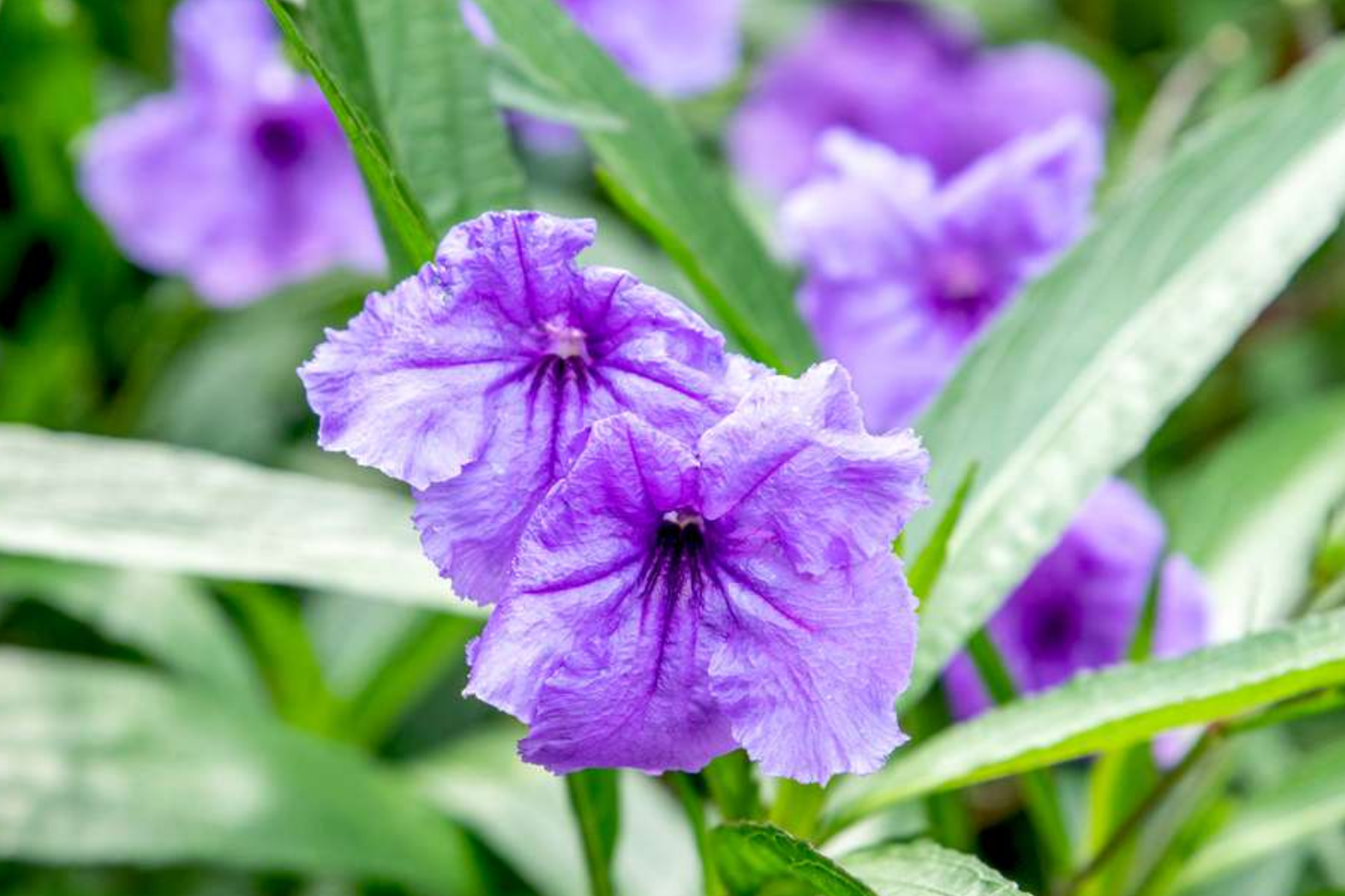 Mexican Petunia Cuttings – 10 Fresh Purple Perennial Plants – Butterfly & Hummingbird Magnet – Easy to Grow, Hardy Garden Plant